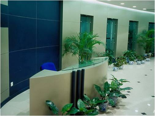 辦公室不同空間如何進行綠化裝飾