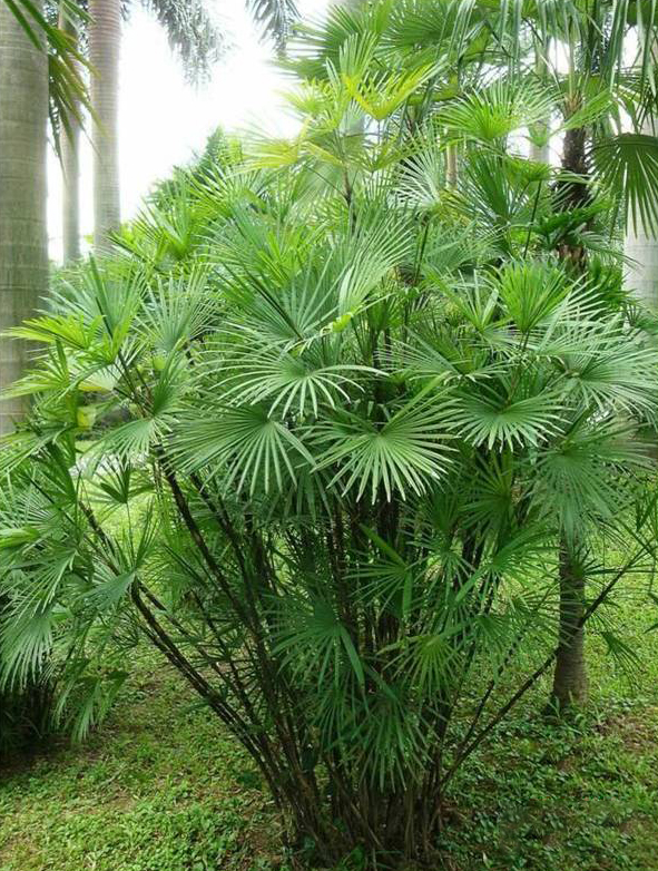 凈化室內空氣功效最顯著的植物