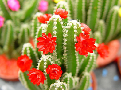 凈化室內空氣功效最顯著的植物