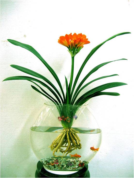 凈化室內空氣功效最顯著的植物